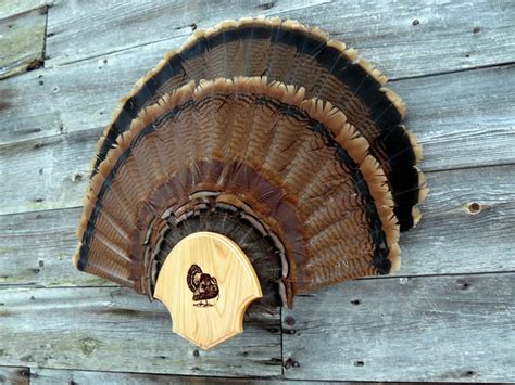 double fan turkey mount|turkey fan man double display.